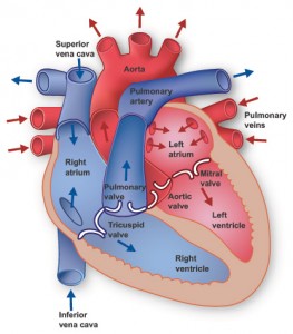 Anatomy of heart