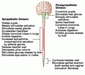 Autonomic Nervous System