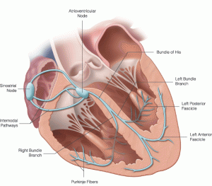 Cardiac conduction system