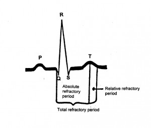Refractory periods